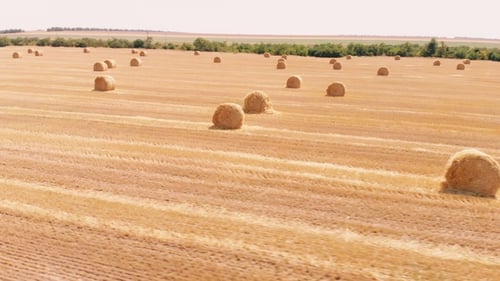 Ländliches Feld im Sommer mit Heuballen Luftaufnahme rollt Heuhaufen Stroh auf Feld danach