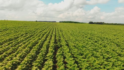 Voando Sobre Jovens Girassóis Campo Drone Movendo-se Através Do Campo Verde Paisagem