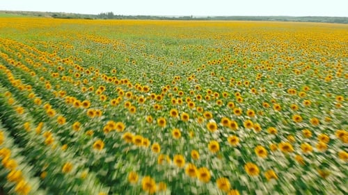 Flight Over Small Young Sunflower Field. Agroculture, Harvest Concept
