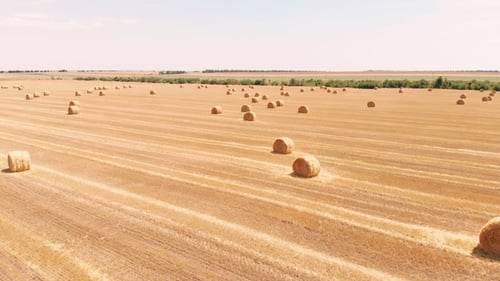 Rural Field in Summer with Bales of Hay