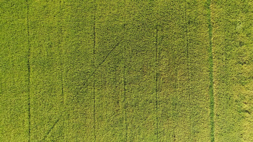 Rice Fields Aerial