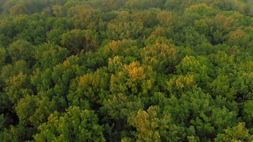 Aerial View. Flying Over Beautiful Green Forest in Wild Nature Landscape, Drone Flies at Summer