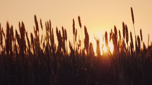 Spikelets of Wheat Swing in the Wind in the Rays of Sunset