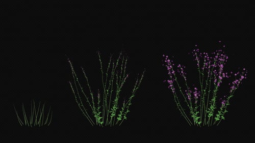 Wachsende lila Blume