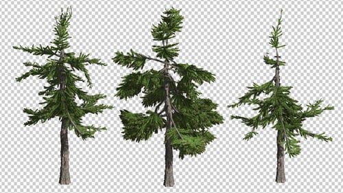 Animated Pine Tree with Realistic Wind Effect