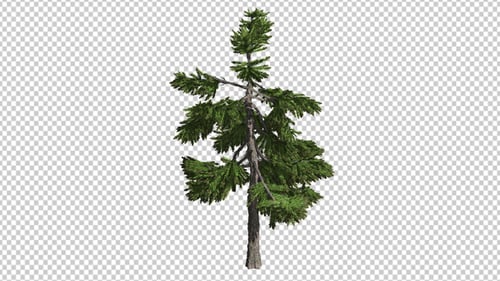 Wood Larch