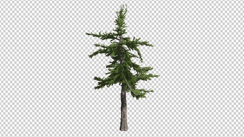 Swaying Realistic Pine Tree with Transparent Alpha Channel