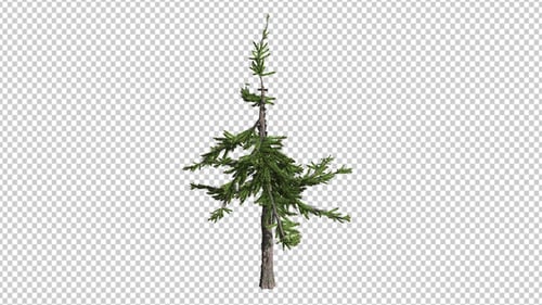 Kind Of Larch
