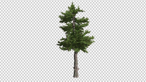Animated Pine Tree with Alpha Channel Loop