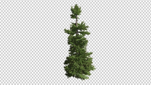 Tree Spruce With An Alpha Channel