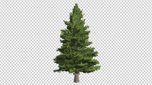 Animated Realistic Pine Tree Swaying Motion