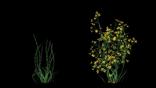 Flores amarelas crescentes