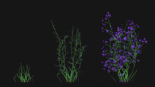 Flowering Plant Growth Animation with Alpha Channel
