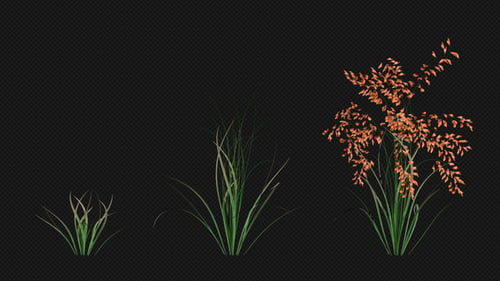 Cultivo de flores naranja