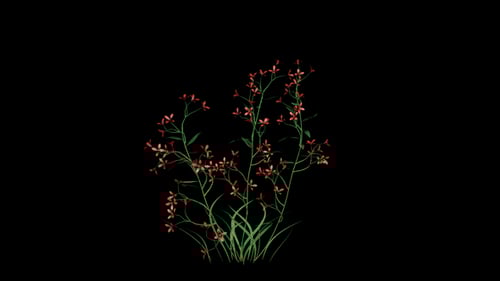 Organic Plant and Red Flowers Growing Animation