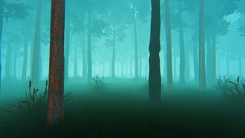 Forest In Fog