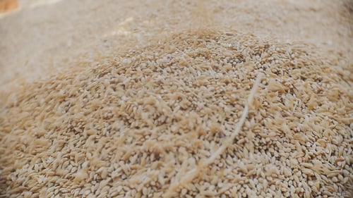 Grains of Barley Are Piled Up in a Heap of Shooting