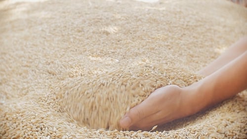 Hands Scooping and Pouring Grain Close Up