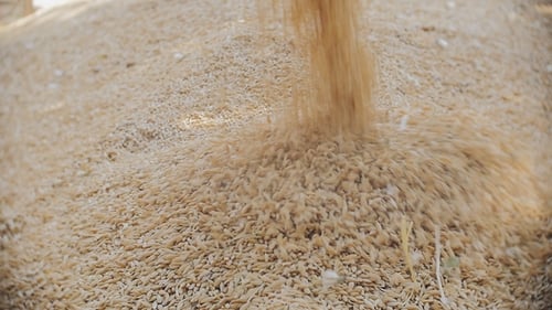 Grains of Barley Are Piled Up in a Heap of Shooting