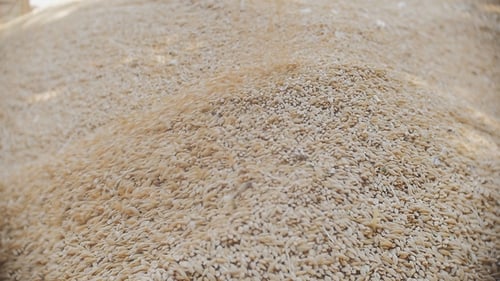 Golden Wheat Grain Accumulating in a Heap