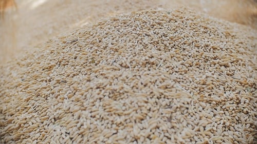 Pouring Wheat Grain on Rural Agriculture Pile
