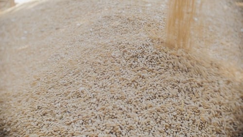 Grains of Barley Are Piled Up in a Heap of Shooting