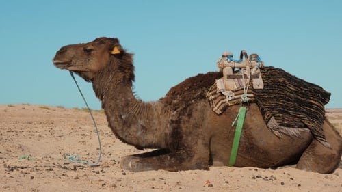 Beduinenkamel auf Sand in der Wüste