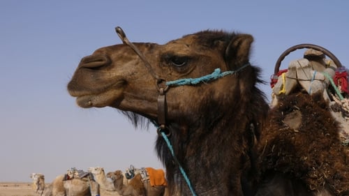 Kopf von Brown Camel in Wilder Wüste. Schnauze des Kamels in der Sahara Wüste