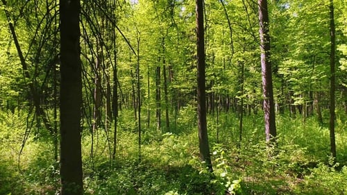 Flying Between the Trees in the Spring Forest.