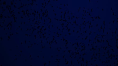 Bat