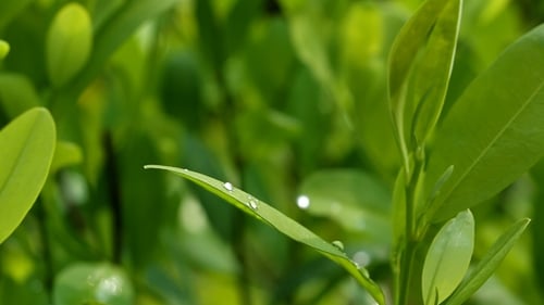 Green Plants And Leafs