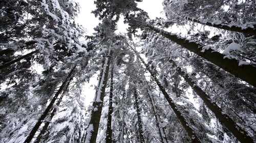 Winter Forest