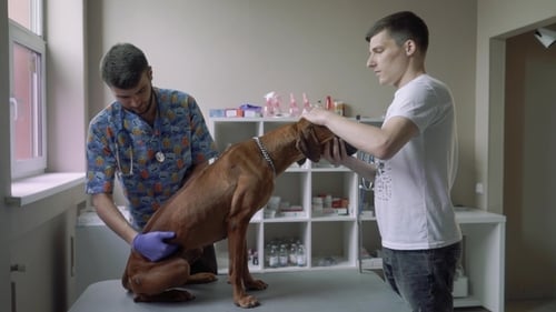 Veterinarian Examining Dog in Bright Medical Office