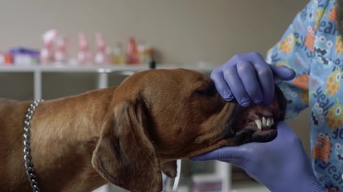 Veterinarian Examines Dog's Teeth in Office