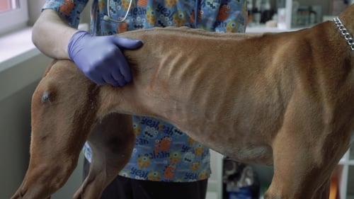 Vet Feels the Belly of a Dog