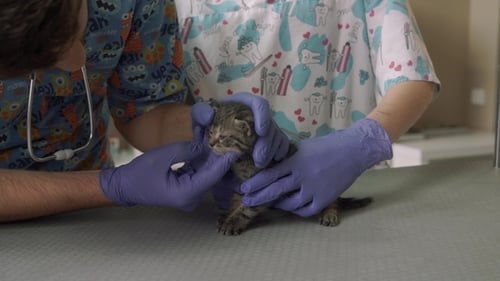 Two Veterinarians Inspect a Small Kitten in a Veterinary Clinic