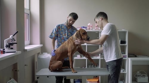 Vet Examines the Belly of a Dog