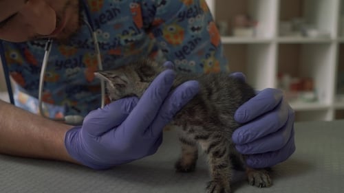 Vet Checking Gray Kitten with Stethoscope