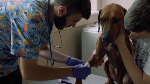 Veterinarian Bandaging Dog Leg in Exam Room