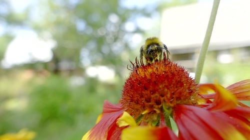 Shot of a Beautiful Bee Pollinating a Flower in the Garden