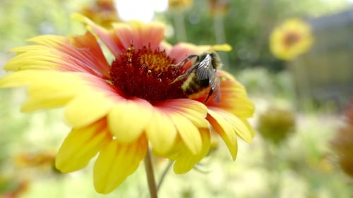 Shot of a Little Bee Sitting on a Beautiful Flower in the Garden