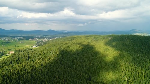 Aerial View at Green Forest
