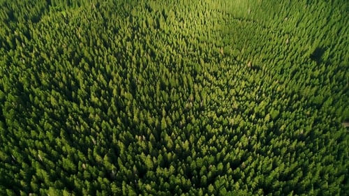 Aerial View at Green Forest
