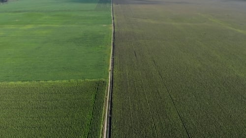 Aerial View of Large Green Fields with Even Rows