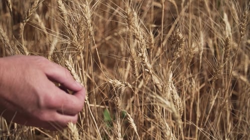 of Agronomist's Hand Rips Off Several Ears of Wheat on Dry Field