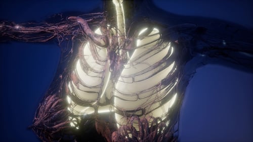 3D Digital Visualization of Glowing Human Internal Anatomy