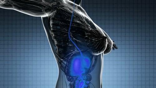 3D Human Digestive System with Glowing Food Path