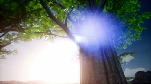 Sun Beams Through Trees