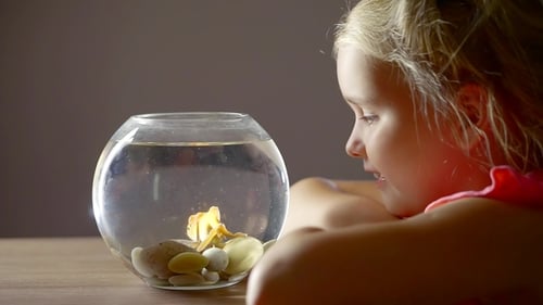 Baby Girl, Watching and Playing for the Goldfish, Who Lives in a Home Round Aquarium with Water