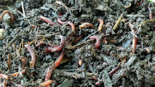 Vers rouges dans le compost ou le fumier. Appâts vivants pour la pêche